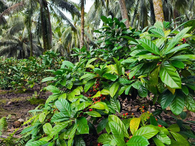 Coffee plants growing under a forest canopy